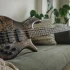 Spector Bass Guitar: A Complete Buyer's Guide