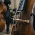 Upright Bass Strings for Beginners: A Complete Guide